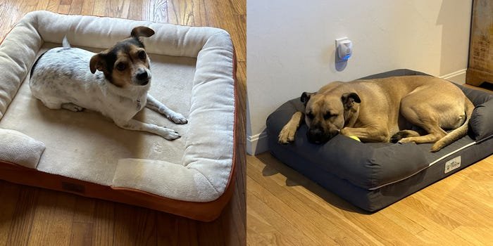 Best Dog Beds With Cover of 2025 of All Price Range