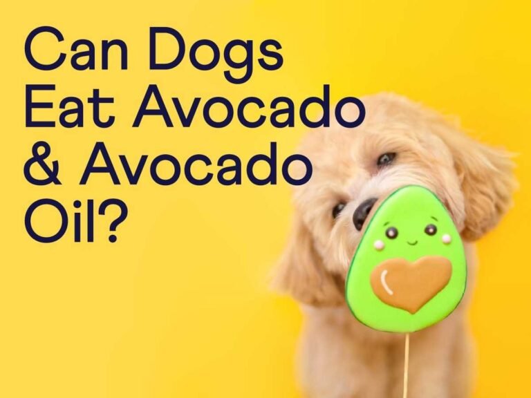 Can Dogs Eat Avocado Oil