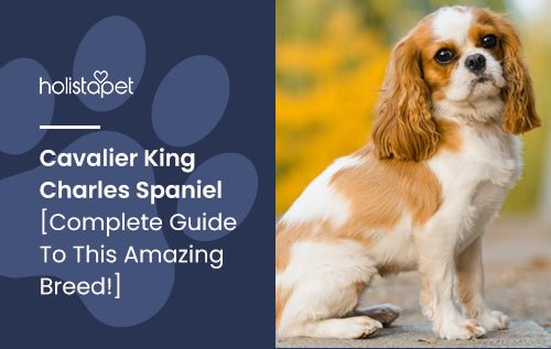 Cavalier King Charles Spaniel Cost: Comprehensive Expense Guide