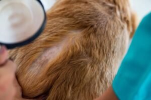 What Does Ringworm Look Like on a Dog