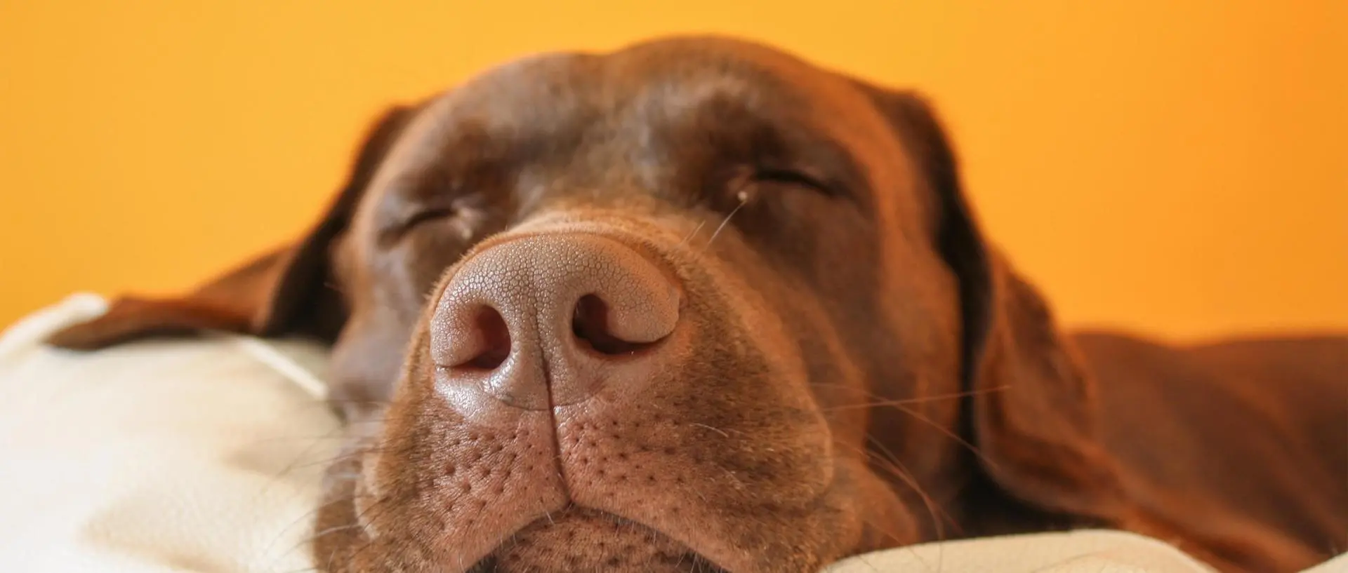 Why Do Dogs Snore