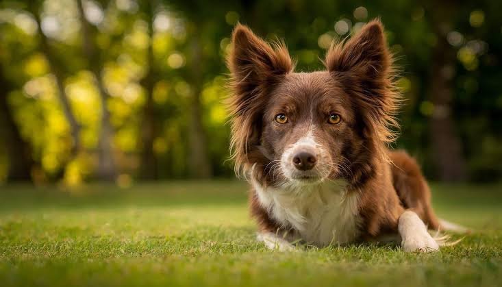 Behave Training of dogs