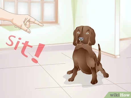 How to Teach Sit And Standup to a Dog