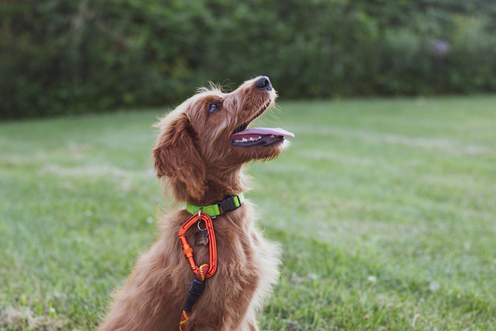 Do Dogs Go Outisde At Behave Training? Everything You Should Know Dog Training